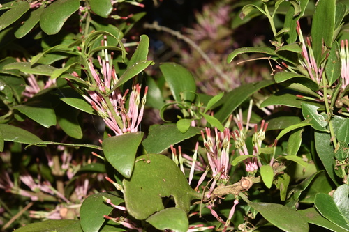 Oncocalyx bolusii (Oncocalyx bolusii)