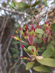 Oncocalyx bolusii (Oncocalyx bolusii)
