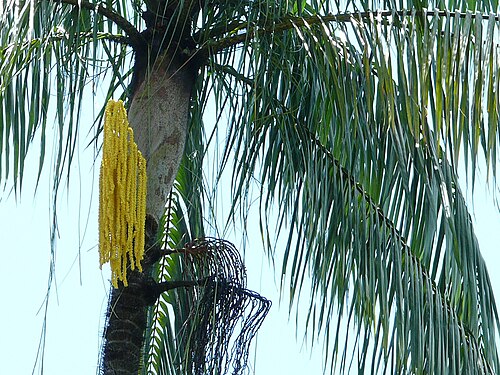 Oncosperma tigillarium: Bako NP, Sarawak, MALAYSIA