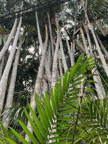 Oncosperma tigillarium (Oncosperma tigillarium)