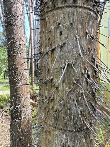 Oncosperma tigillarium (Oncosperma tigillarium)