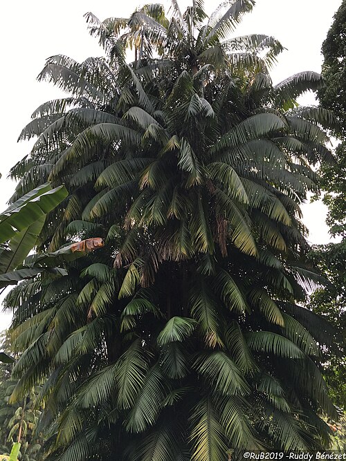 Oncosperma tigillarium: Oncosperma tigillarium in Singapore Botanic Gardens