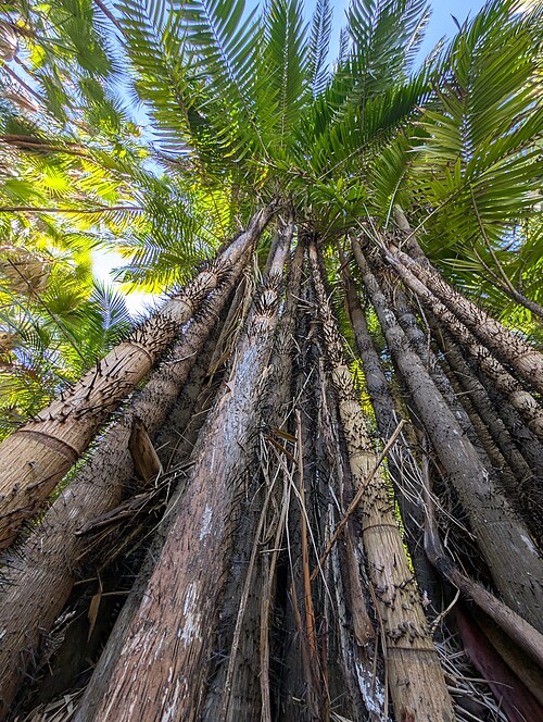 Oncosperma tigillarium: Oncosperma tigillarium in the Fairchild Tropical Botanic Garden, Miami, USA