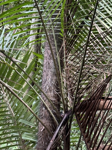 Oncosperma tigillarium (Oncosperma tigillarium)