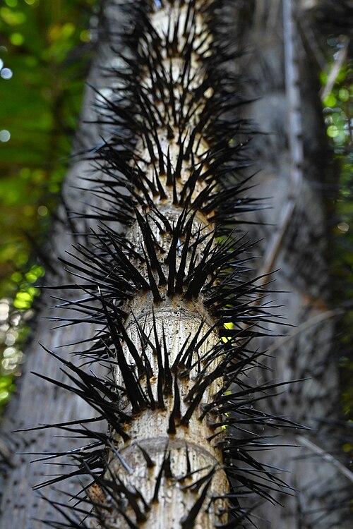 Oncosperma tigillarium: Oncosperma tigillarium in the Fairchild Tropical Botanic Garden, Miami, USA