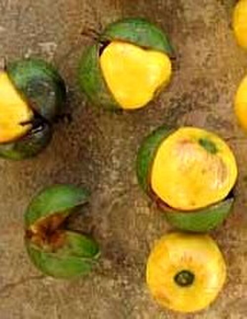 Boleko nut: Isano, Boleko Früchte