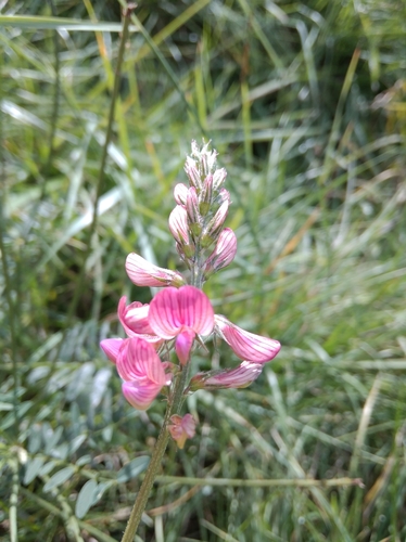 Sainfoin (Onobrychis viciifolia)