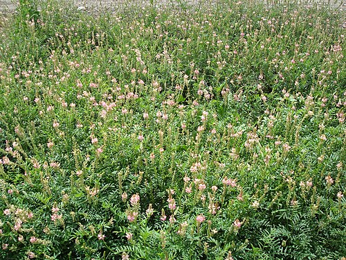 Sainfoin: An image I took with my own camera during a field study in Summer 2012 in the Canton of Valais in Switzerland. On the image you see a field with O.viciifolia.