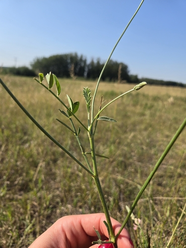 Sainfoin (Onobrychis viciifolia)