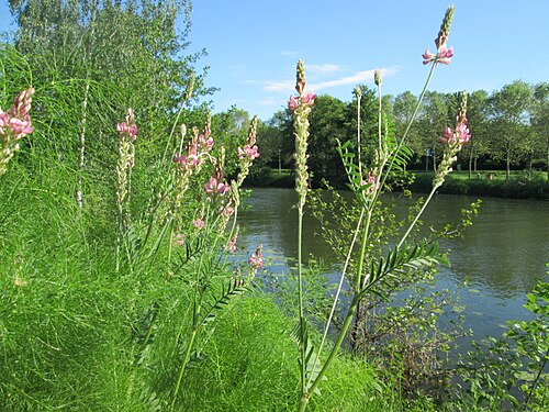 Sainfoin: Saat-Esparsette ( Onobrychis viciifolia ) an der Saar in Saarbrücken