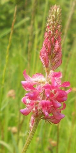 Sainfoin (Onobrychis viciifolia)