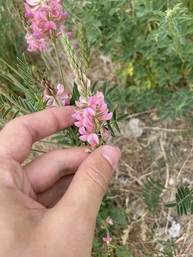 Sainfoin (Onobrychis viciifolia)