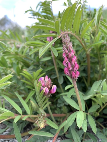 Sainfoin (Onobrychis viciifolia)