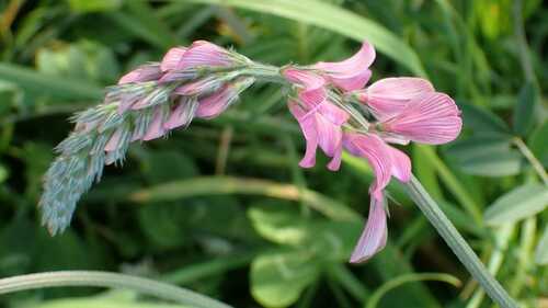 Sainfoin (Onobrychis viciifolia)