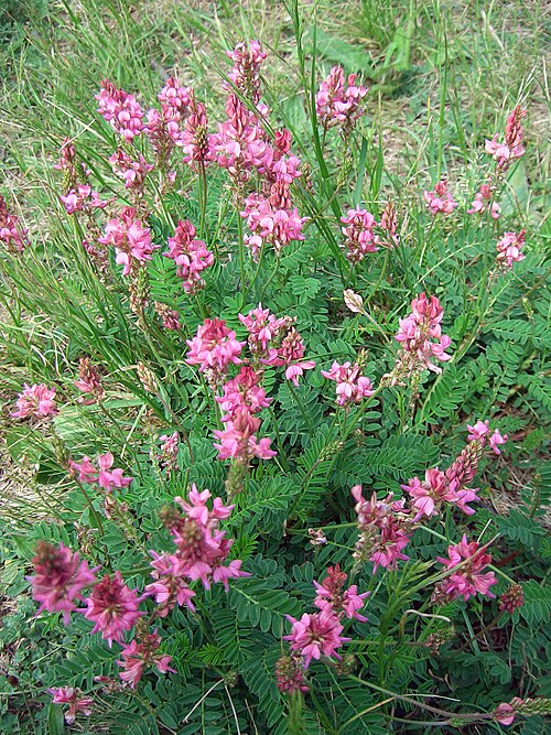 Sainfoin: The valley and nature reserve Leutratal (in the environs of Jena ), Thuringia, Germany: Common Sainfoin ( Onobrychis viciifolia ).