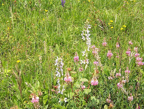 Sainfoin: The valley and nature reserve Leutratal (in the environs of Jena ), Thuringia, Germany: Common Sainfoin ( Onobrychis viciifolia ) and white-flowered variety of 
