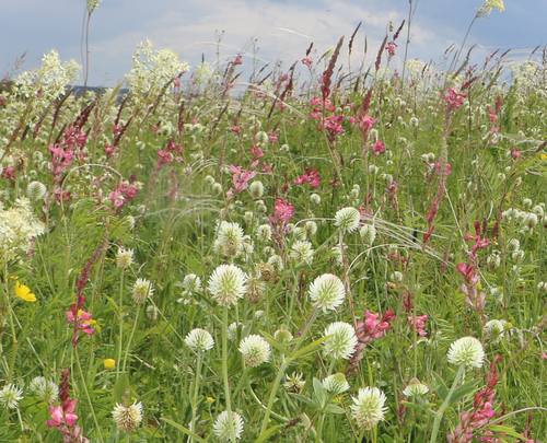 Sainfoin (Onobrychis viciifolia)