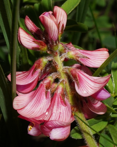 Sainfoin
