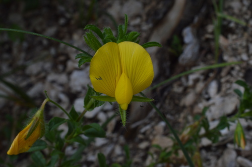 Yellow restharrow