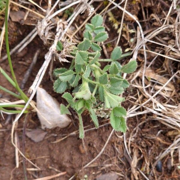 Ononis pusilla (Ononis pusilla)