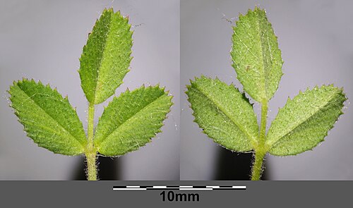 Ononis pusilla: Leaf (top and bottom side) Taxonym: Ononis pusilla ss Fischer et al. EfÖLS 2008 ISBN 978-3-85474-187-9 Location: Steinfeld next to Eggendorf, district Wiener Ne