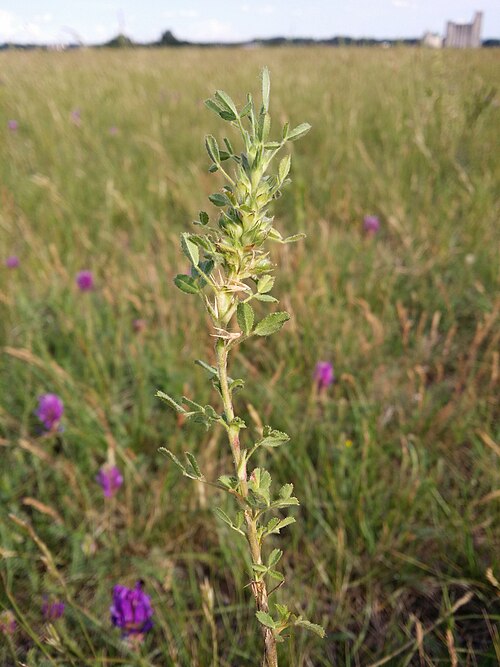 Ononis pusilla: Habitus Taxonym: Ononis pusilla ss Fischer et al. EfÖLS 2008 ISBN 978-3-85474-187-9 Location: Steinfeld next to Eggendorf, district Wiener Neustadt-Land, Lower