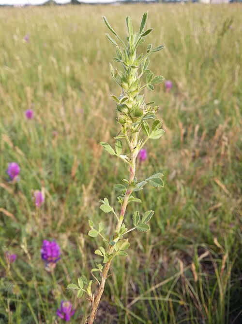 Ononis pusilla: Habitus Taxonym: Ononis pusilla ss Fischer et al. EfÖLS 2008 ISBN 978-3-85474-187-9 Location: Steinfeld next to Eggendorf, district Wiener Neustadt-Land, Lower