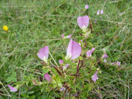 Spiny restharrow (Ononis spinosa)