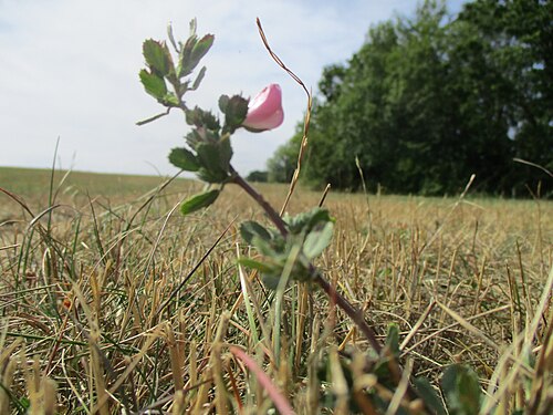 Spiny restharrow: Dornige Hauhechel ( Ononis spinosa ) am Steinbruch Kreuzheck bei Spicheren