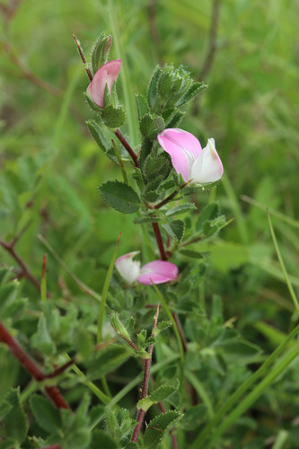 Spiny restharrow (Ononis spinosa)