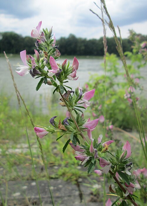 Spiny restharrow: Dornige Hauhechel ( Ononis spinosa ) am Rheinufer im Naturschutzgebiet „Ketscher Rheininsel“