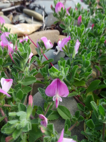 Spiny restharrow (Ononis spinosa)