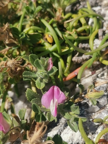 Spiny restharrow (Ononis spinosa)