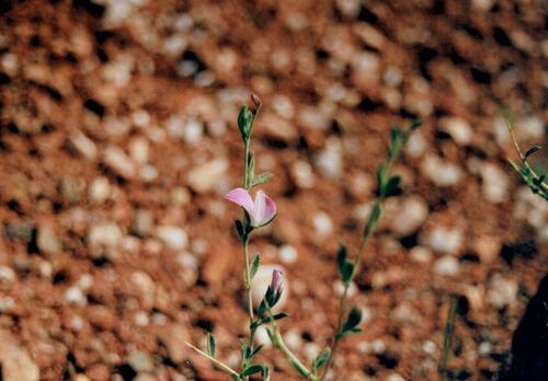 Spiny restharrow (Ononis spinosa)