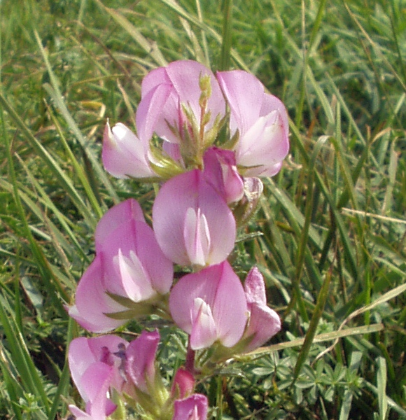Spiny restharrow: Ononis spinosa , en:spiny restharrow , in flower, growing in en:Lower Austria . Taken by Stemonitis on the 19th of September 2004.