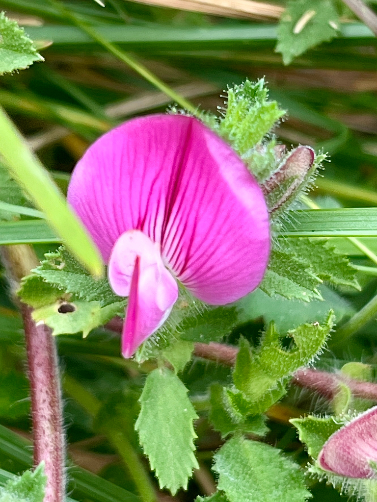 Spiny restharrow (Ononis spinosa)