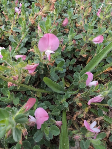 Spiny restharrow (Ononis spinosa)