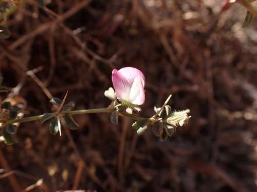 Spiny restharrow (Ononis spinosa)