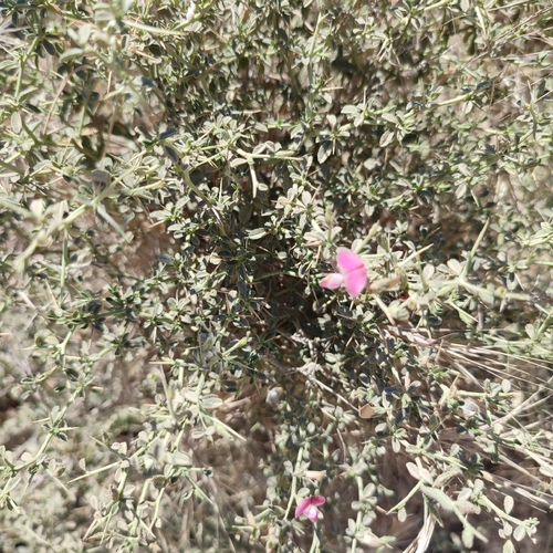 Spiny restharrow (Ononis spinosa)