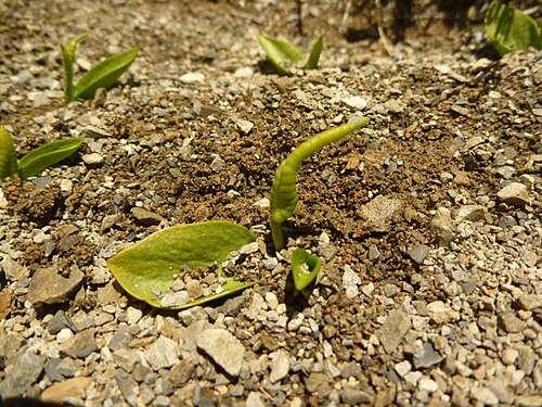 Ophioglossum coriaceum (Ophioglossum coriaceum)