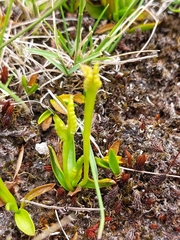 Ophioglossum coriaceum (Ophioglossum coriaceum)