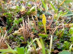 Ophioglossum coriaceum (Ophioglossum coriaceum)