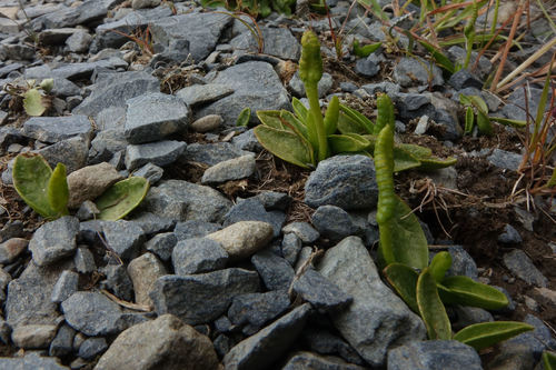 Ophioglossum coriaceum (Ophioglossum coriaceum)