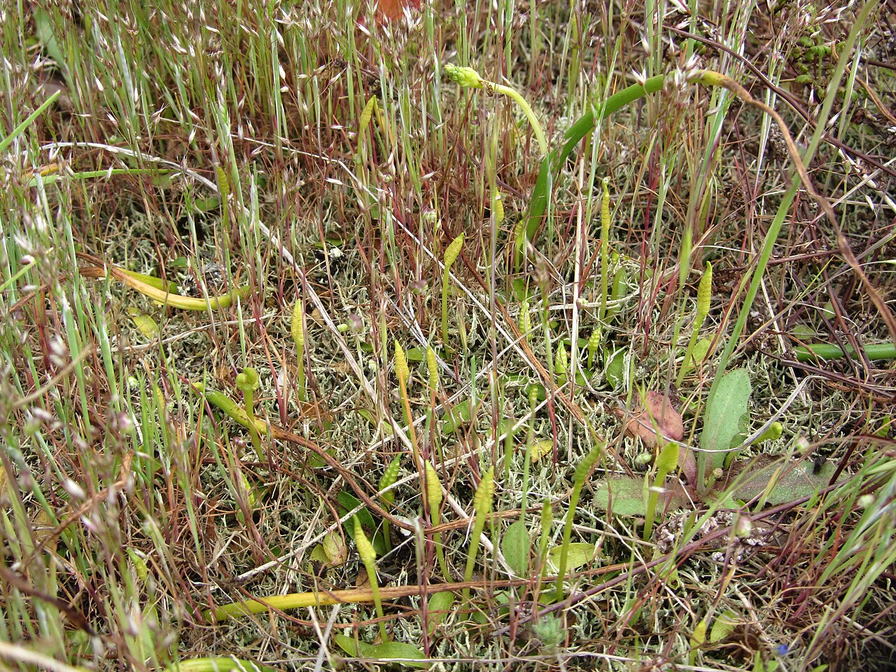 Ophioglossum coriaceum (Ophioglossum coriaceum)