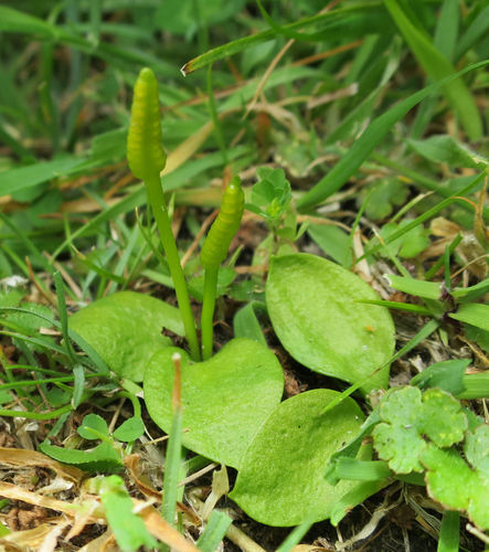 Ophioglossum coriaceum (Ophioglossum coriaceum)