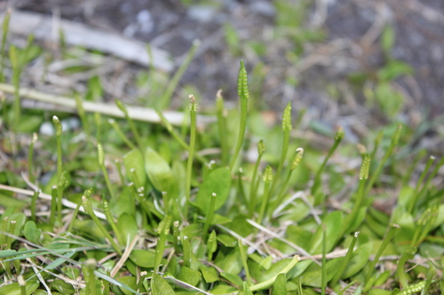 Ophioglossum coriaceum (Ophioglossum coriaceum)