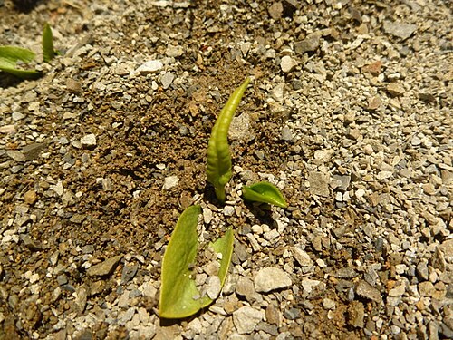 Ophioglossum coriaceum (Ophioglossum coriaceum)