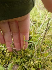 Ophioglossum coriaceum (Ophioglossum coriaceum)