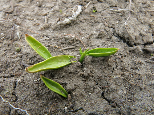Ophioglossum coriaceum (Ophioglossum coriaceum)