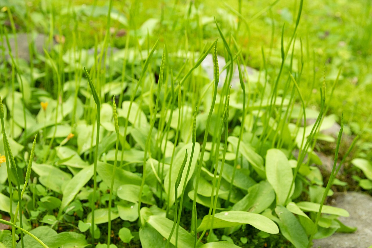 Ophioglossum namegatae: トネハナヤスリ (学名: Ophioglossum namegatae ) 撮影地 : 筑波実験植物園